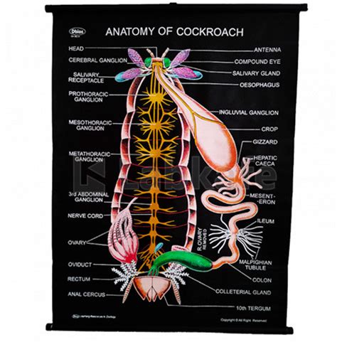 Educational Raxine Charts (Size 75x100cm); ZOOLOGY: ARTHROPODA (Black Raxine), Cockroach Anatomy