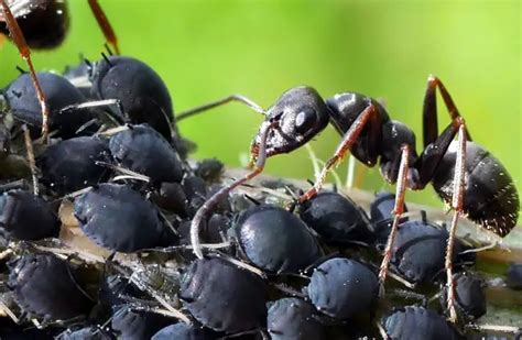 Ant - Description, Habitat, Image, Diet, and Interesting Facts