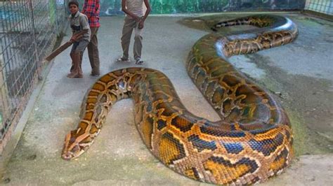 Best Python Snake Photos You Never Seen Before – Animals Comparison