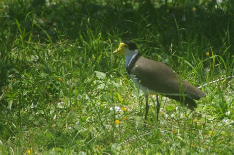 Masked Lapwing also known as Masked Plover - Pentax User Photo Gallery