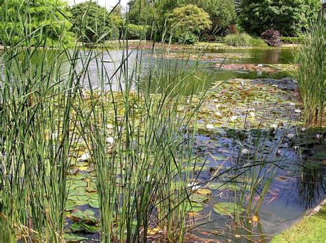 How many plants do I need for planting my pond? - Merebrook Pond Plants