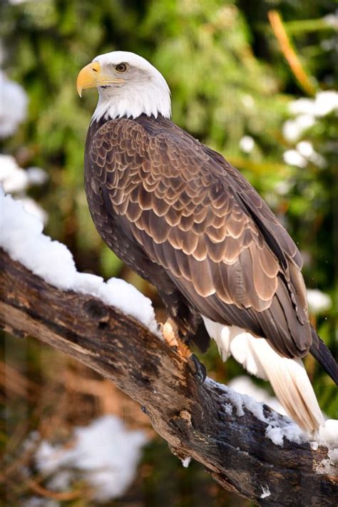 How to Spot Bald Eagle Feathers Like a Pro