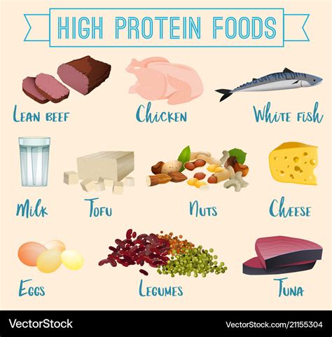 High protein foods set Royalty Free Vector Image