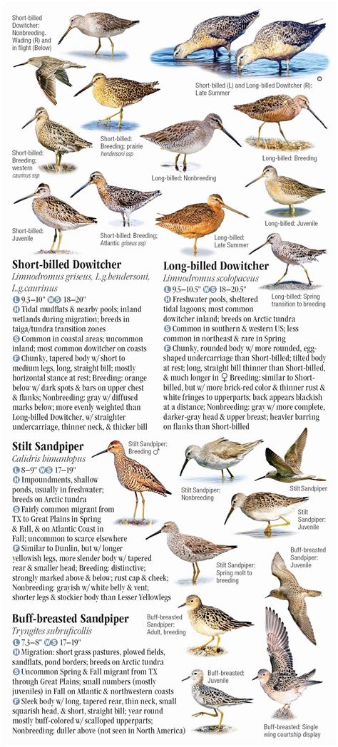 Shorebirds of North America – Quick Reference Publishing Retail