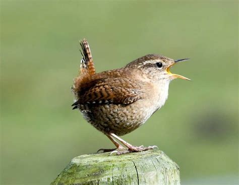 Jenny Wren | Beautiful Birds