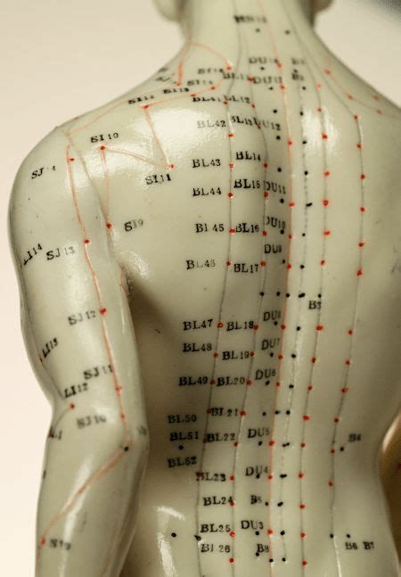 Back Acupuncture Points | Acupuncture points, Accupuncture, Acupuncture ...