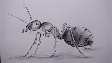 Ant Pencil Drawing Step by Step