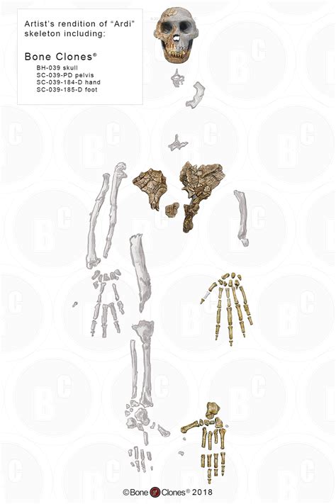 Ardipithecus ramidus Skull - Bone Clones - Osteological Reproductions