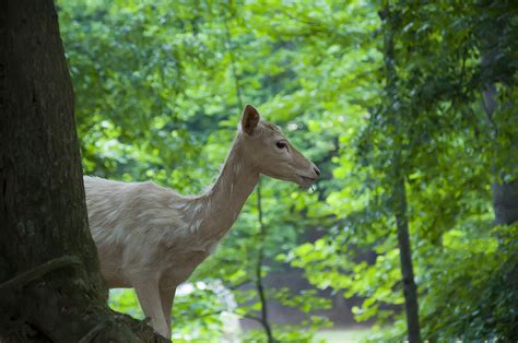 White Fallow Deer Doe Photograph by Flees Photos - Pixels