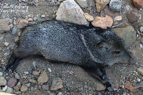 Desert Mammals - Cactus Garden: The Sonoran Desert with Child-Friendly Facts