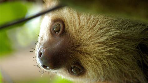 Sloths Only Poop Once a Week — But They Make It a Good One | HowStuffWorks