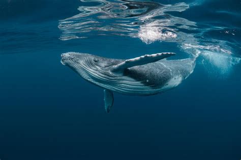 Diver Takes Adorable Selfie With a Blue Whale in The Indian Ocean | Al Bawaba