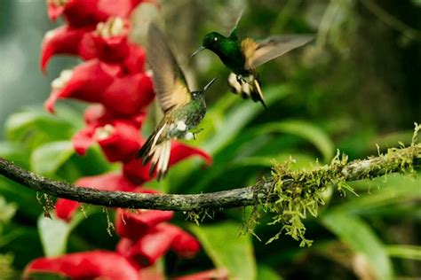 Sword-billed Hummingbird Facts - CRITTERFACTS