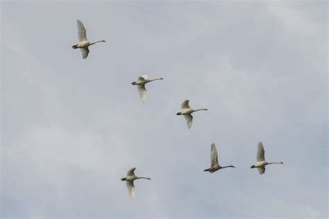 Free picture: flight, wildlife, bird, white swan, sky, bird flock ...