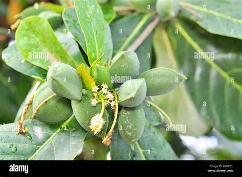 Terminalia catappa fruit Stock Photo - Alamy