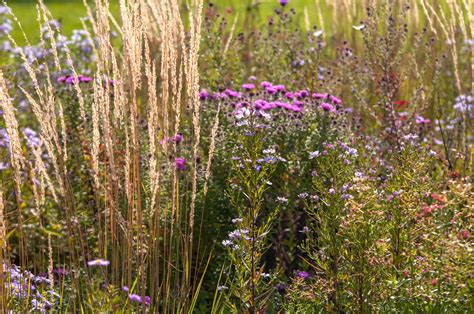 Feather Reed Grass: Plant Care & Growing Guide