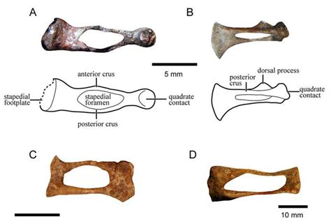 Evolution of our mammalian ancestor's ear bone