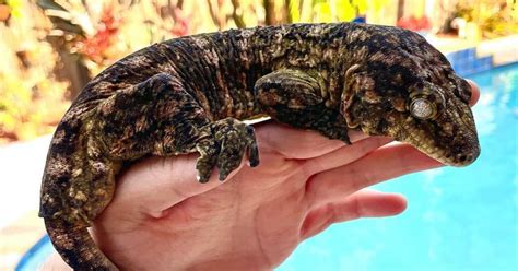 Leachie Gecko - The Captivating Creatures of the Reptile World - Learn About Nature