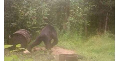 Bigfoot in Michigan? Bear photo spurs debate