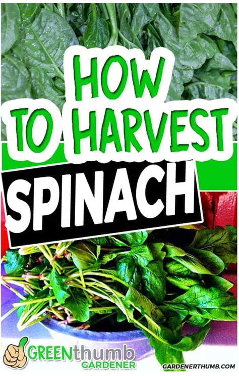 Simple Keys on How to Harvest Spinach | Pick at the Right Time | Green Thumb Gardener