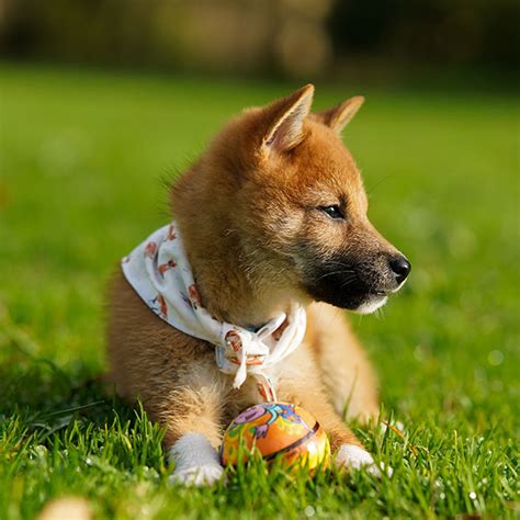 #1 | Shiba Inu Puppies For Sale By Uptown Puppies