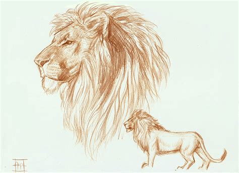 Aslan Drawing at GetDrawings | Free download