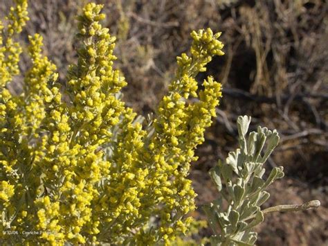 Nevada State Flower - Sagebrush | State Flowers | Pinterest