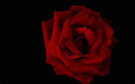 Download wallpaper 3840x2400 rose, petals, flower, red, macro 4k ultra ...