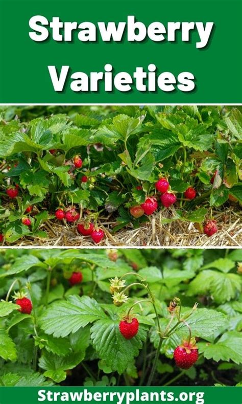 Strawberry Varieties: The Complete Guide (Updated 2022)