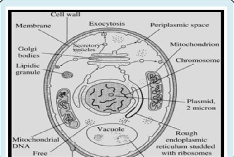 Generalized structure of yeast cell. | Download Scientific Diagram