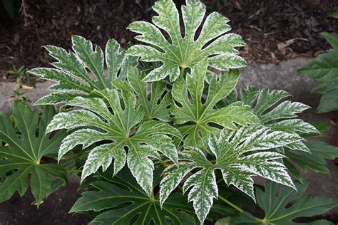 Spider's Web Japanese Fatsia (Fatsia japonica 'Spider's Web') in Issaquah Seattle Bellevue ...