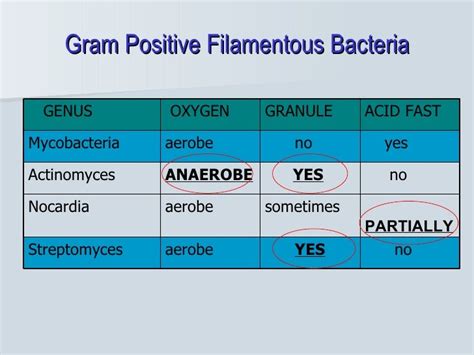 Actinomyces + nocardia