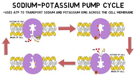 2-Minute Neuroscience: Sodium-Potassium Pump - YouTube | Sodium potassium pump, Extracellular ...