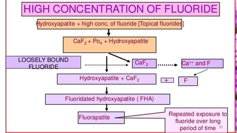 MECHANISM OF ACTION OF FLUORIDE