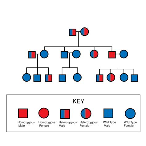 Pedigree Chart Picture - Genetic Disorders