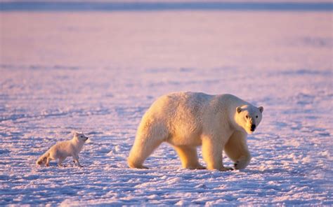 Gepind vanaf kepguru.hu | Polar bear facts, Polar bear, Polar bear wallpaper