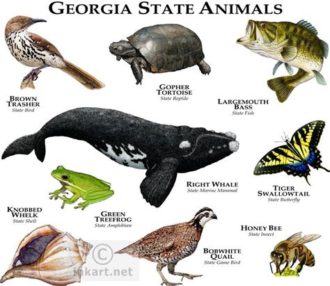 Georgia State Animals | Animals poster, Animal facts, Animals