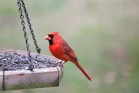 Male Cardinal sitting on bird feeder - Hunter Pest Control