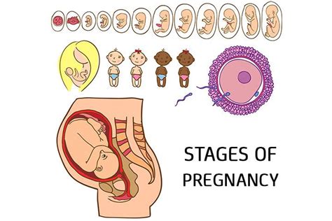 Baby Development Stages Month By Month Chart | Labb by AG