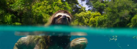 +28 How Sloths Swim References