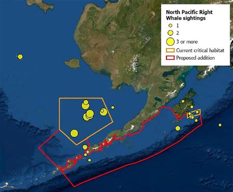 How Can We Protect the North Pacific Right Whale? – Ocean News Hubb