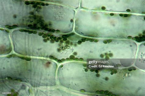 Plant Cell Living Elodeacell Wall Chloroplasts And Nucleus Clear Area In Center Is Vacuole 250x ...