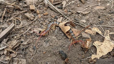 Giant Desert Centipede stock image. Image of forest - 255824809