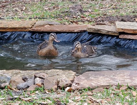 How I Made an Amazing Backyard DIY Duck Pond - Atomic Mom Organization Solutions