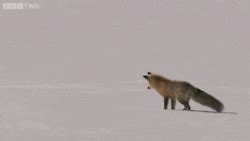 Fox GIF - Find & Share on GIPHY