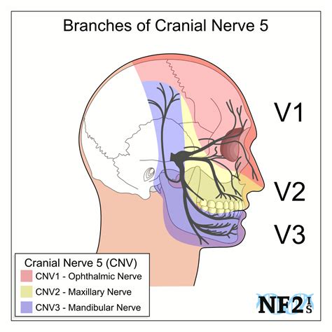 CN5 - Trigeminal Nerve