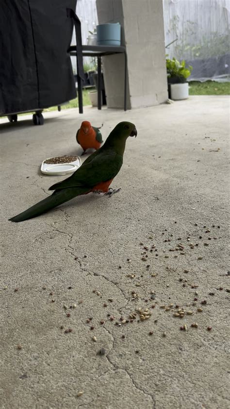 Lovely King Parrots! Definitely one of my favourite birds :) : r/parrots