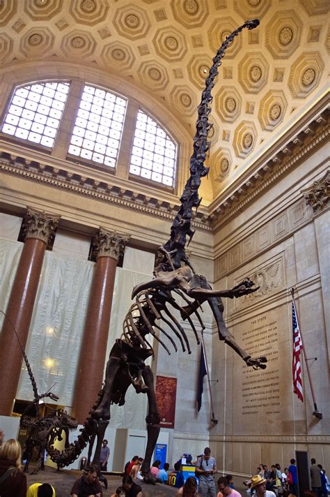 Barosaurus, American Museum of Natural History, New York, NY. © Mark ...