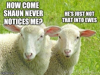 15 Sheep Memes Will Have You Giggling All Day | Funny sheep, Cute baby animals, Funny animal ...