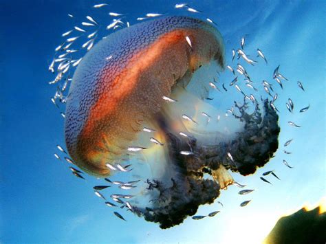 15 Breathtaking Photos of the Great Barrier Reef | Great barrier reef ...